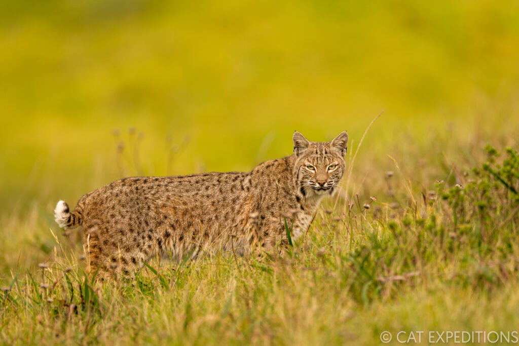 Bobcat (Lynx rufus) male during our bobcats of California Photo Tour in 2022.