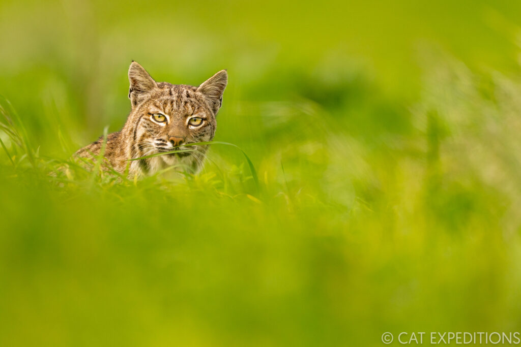 Bobcat (Lynx rufus) male during our bobcats of California Photo Tour in 2022.
