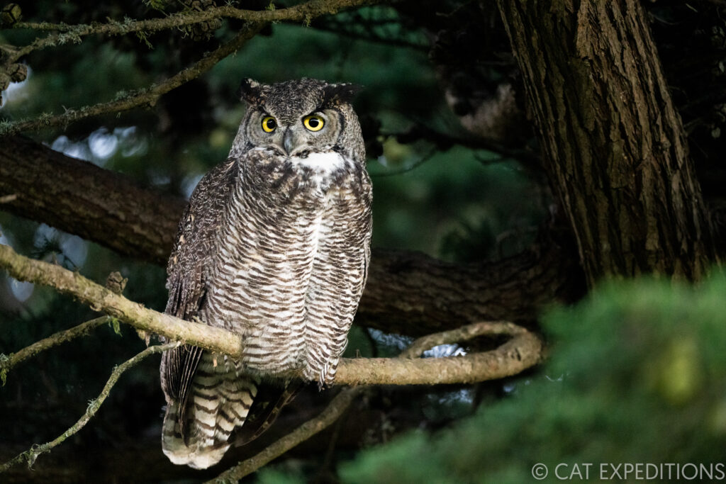 Great Horned Owl (Bubo virginianus) during our bobcats of California photo tour in 2022.