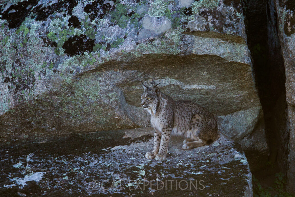 Iberian Lynx (Lynx pardinus) female during photo tour in Spain