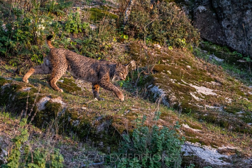 Iberian Lynx during our 2022 Photo Tour in Spain