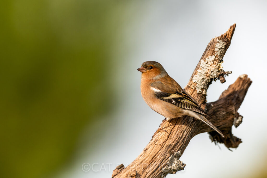 Common Finch during our Spain photo tour in 2022.