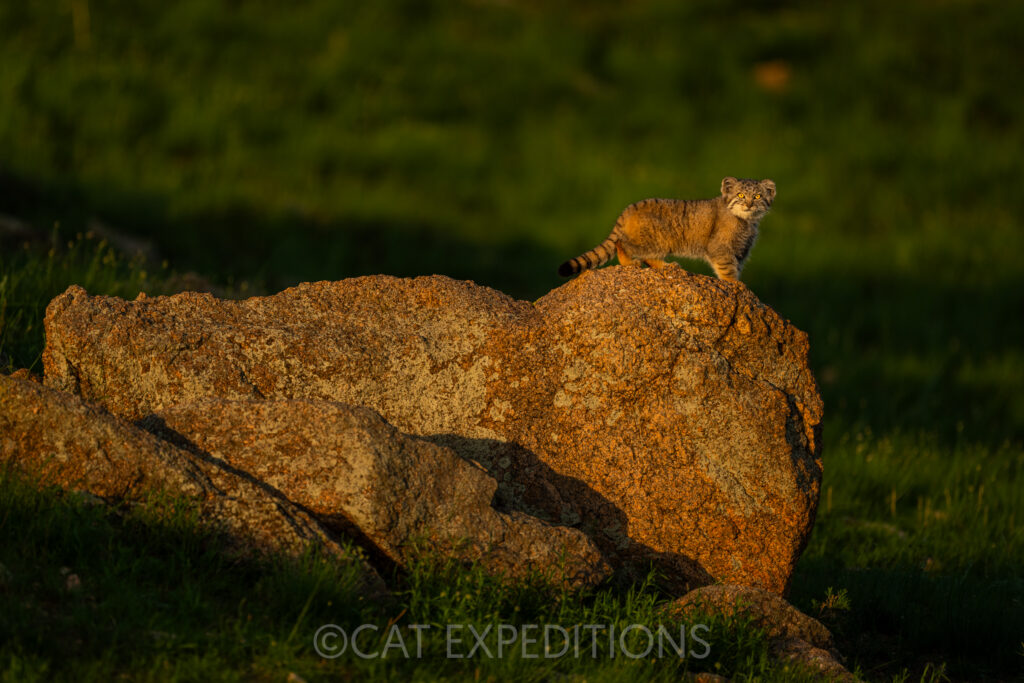 Eight-week-old manul kitten on rock, waiting for mom to come back to the den during our manul photo tour in 2023.