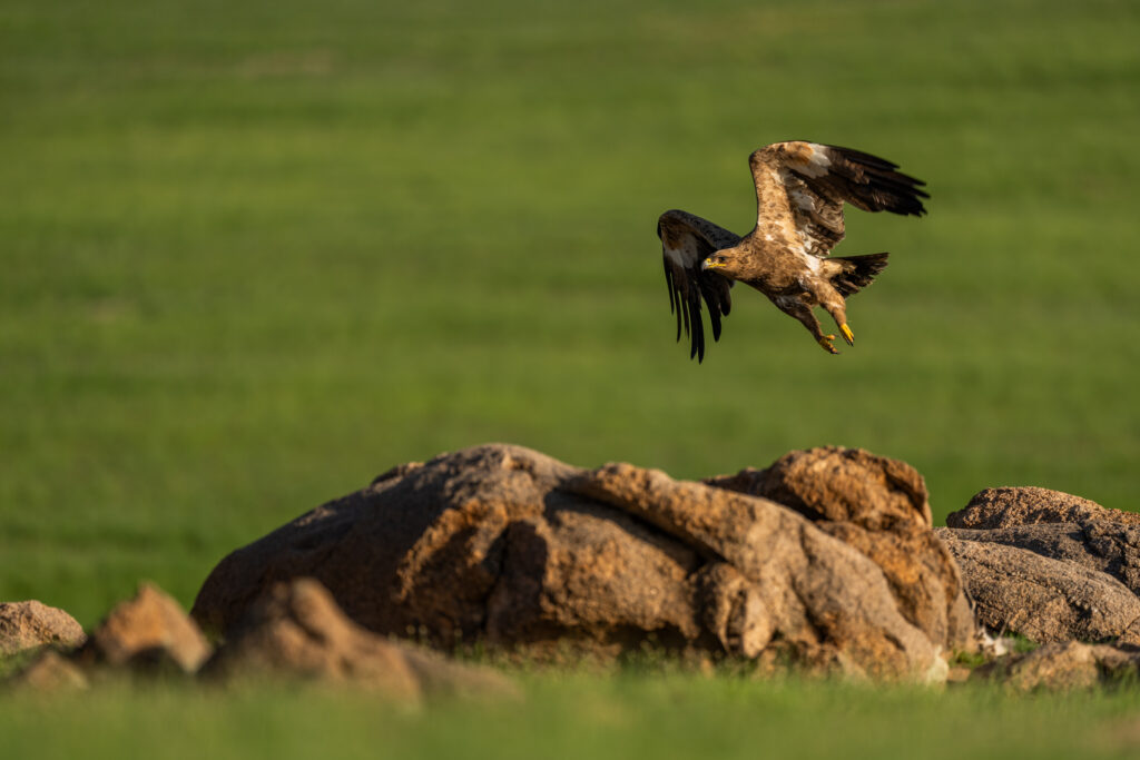 Steppe eagle taking flight from rocks during our manul of Mongolia photo tour in 2023