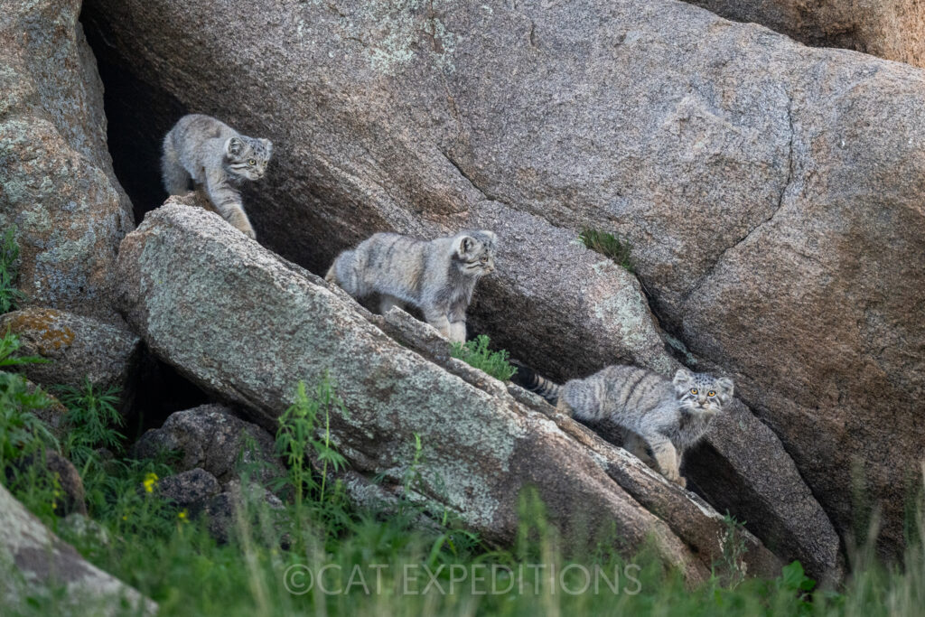 Six-week-old manul kittens playing on rock at denduring our manul photo tour in 2023.