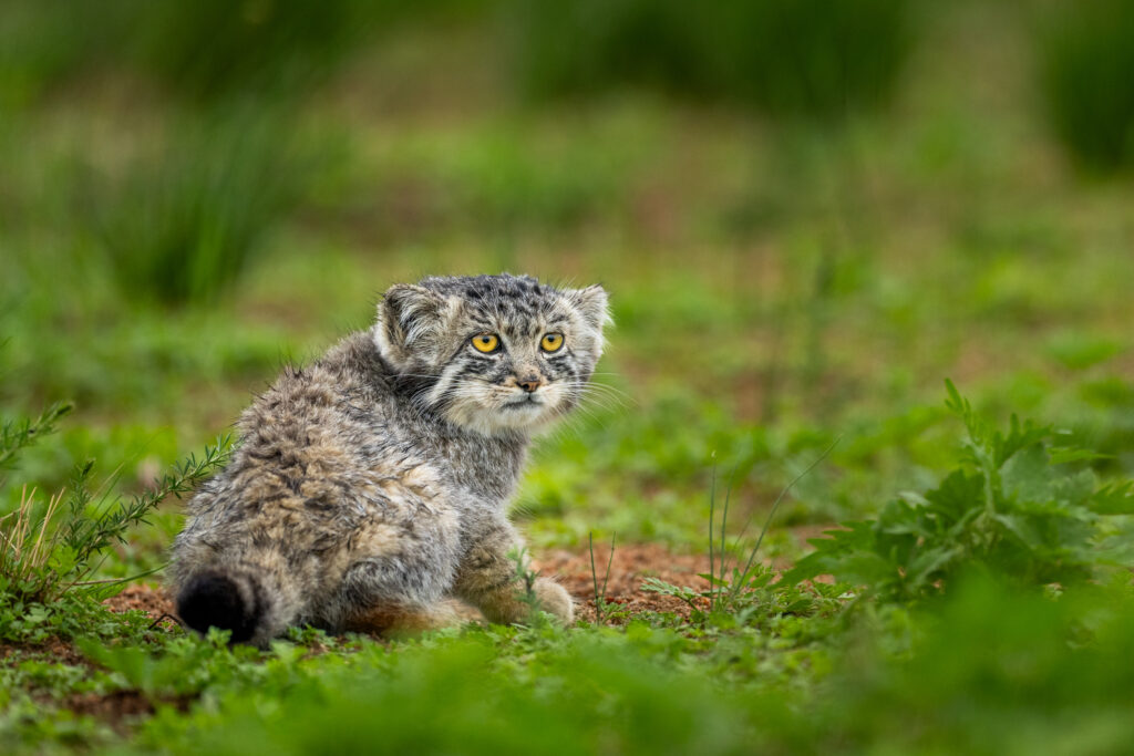 Eight-week-old manul kitten wet after some morning rain during our manul photo tour in 2023. They are so darn cute!