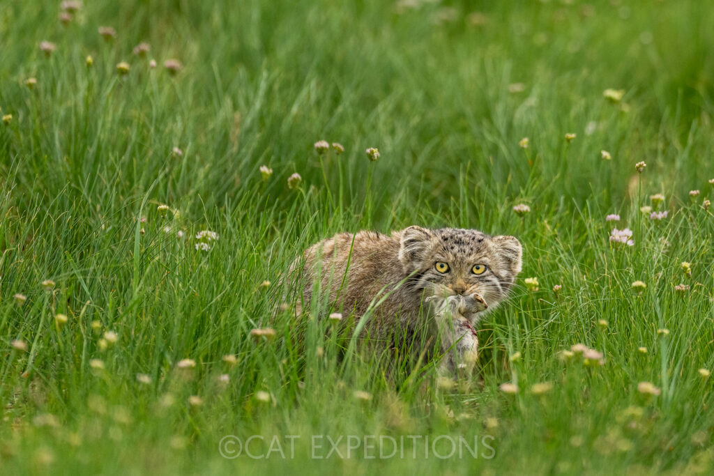 Eight-week-old manul kitten with vole prey during our manul photo tour in 2023.