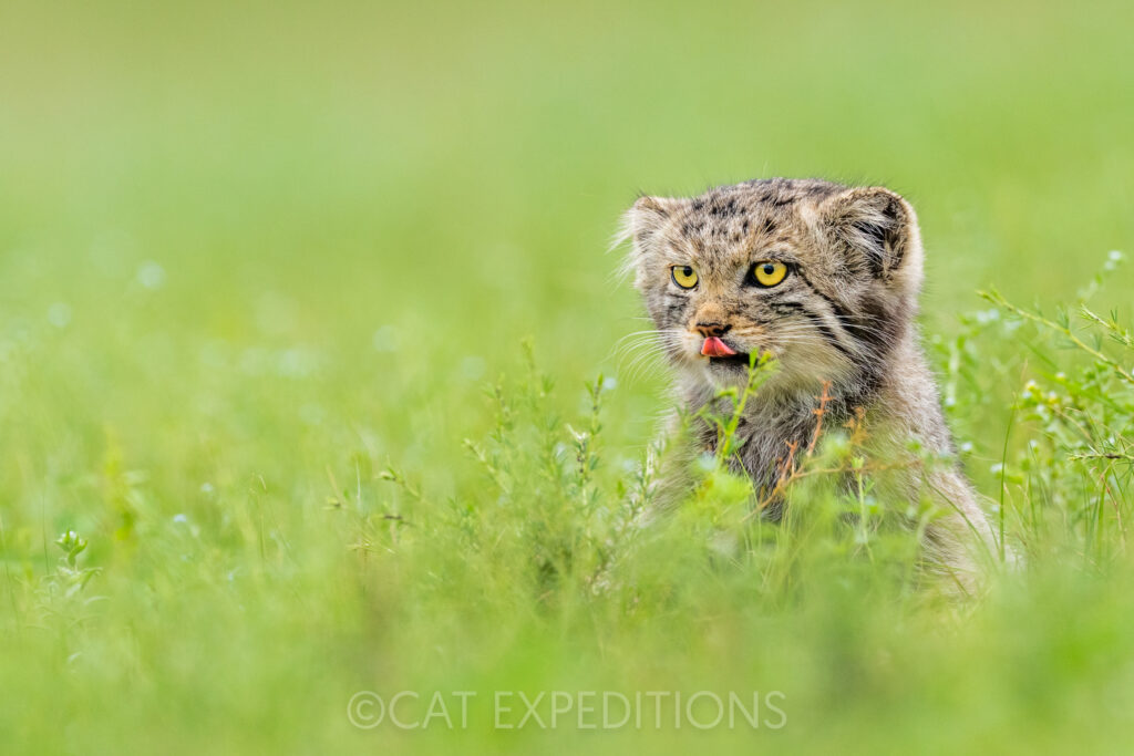 Eight-week-old manul kitten licking Its lips after feeding on a vole during our manul photo tour in 2023.