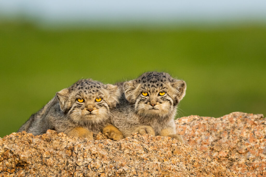 Two manul kittens waiting for mom during our manul of Mongolia photo tour in 2023