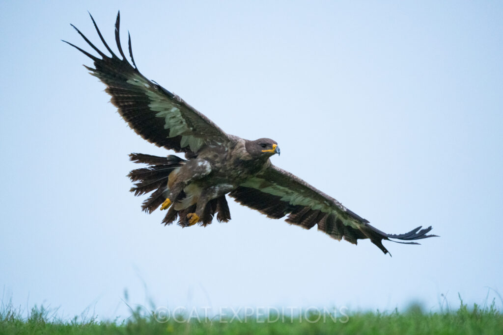 Steppe eagle flying low over the grass during our tour in eastern Mongolia
