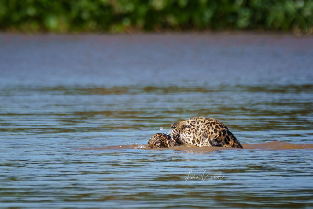 Mother jaguar, Patricia, carrying cub across river, northern Pantanal, Brazil