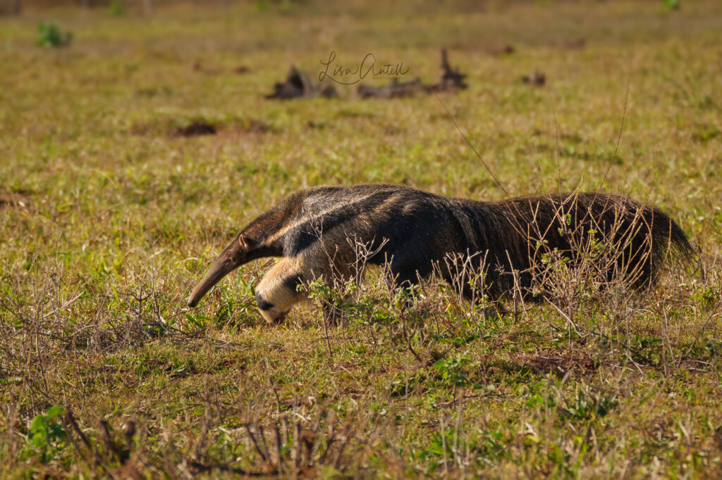 Giant Anteater, southern Pantanal