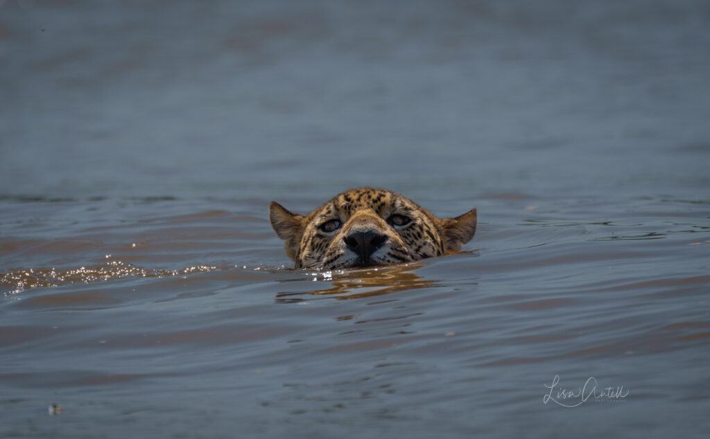 Female jaguar swimming, northern Pantanal, Brazil
