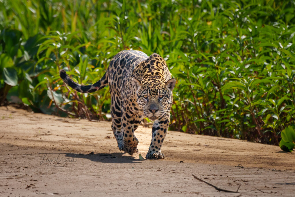 Female jaguar, Ti, northern Pantanal, Brazil