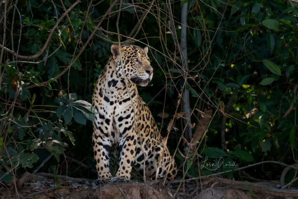 Male Jaguar, Juru, northern Pantanal, Brazil