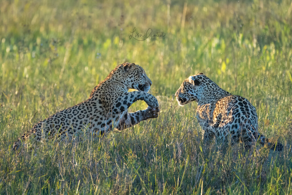 Jaguar mother and cub playing, Pantanal - Guest post by Lisa Antell
