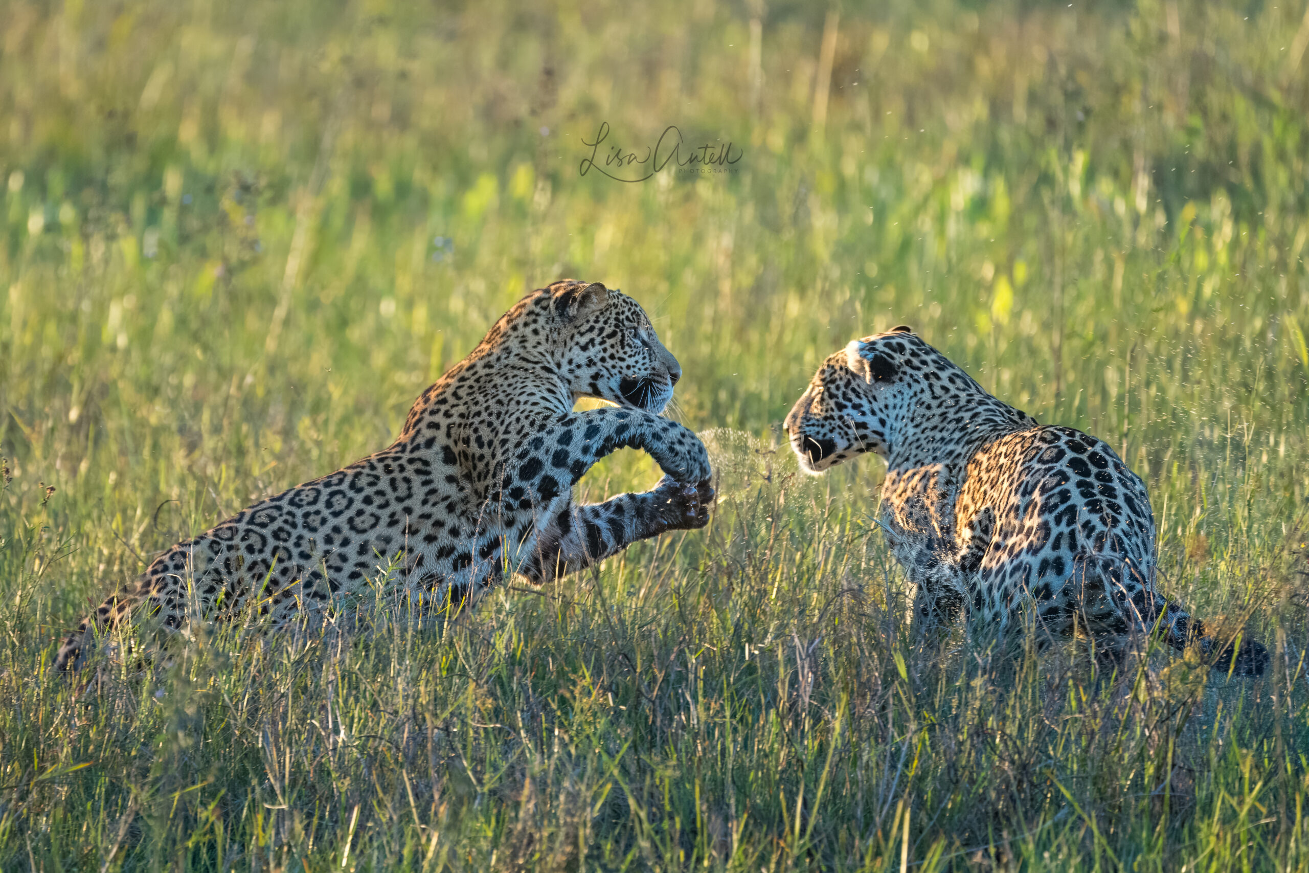Featured image for “Guest Post: Jaguars of the Pantanal 2023”