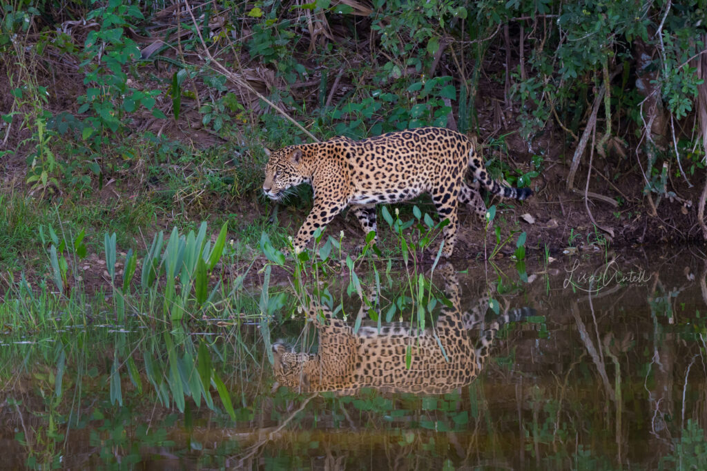 Jaguar yearling cub walking along water, southern Pantanal