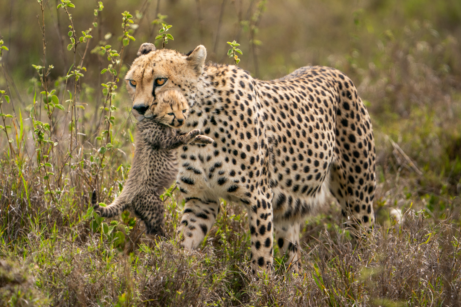 PHOTOGRAPH CHEETAHS IN THE SERENGETI, WITH HIGH CHANCE OF SEEING CUBS