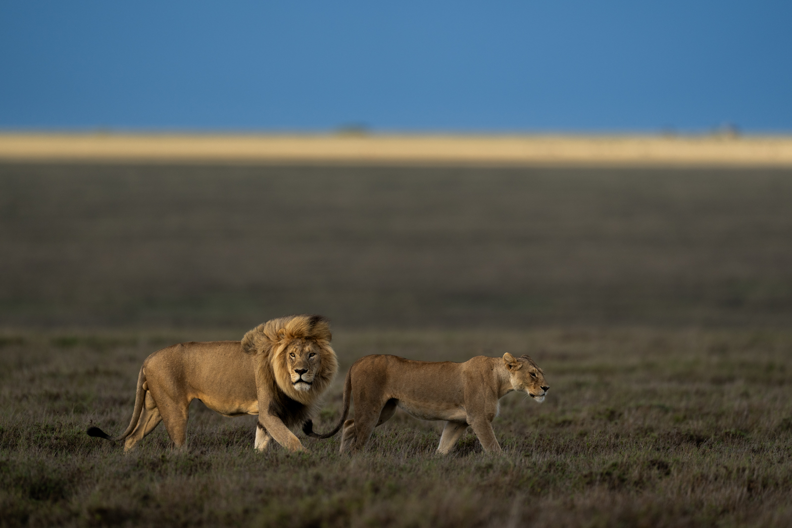 HIGH CHANCE OF SEEING LIONS IN THE SERENGETI