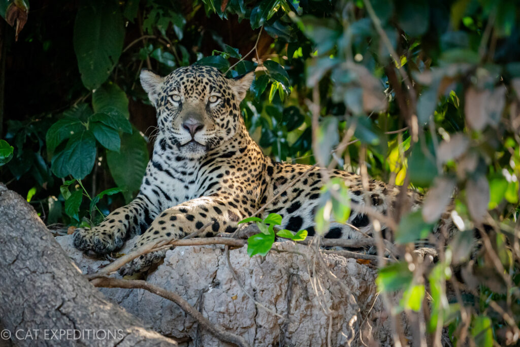 Jaguar female, named Guarací, during our jaguar photo tour 2023.
