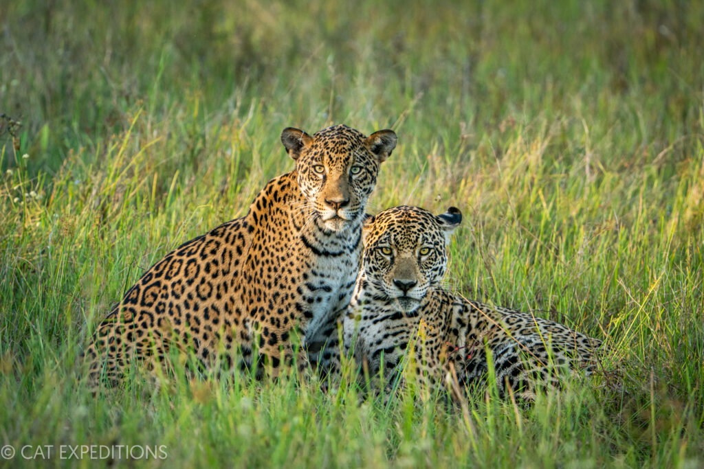 Jaguar mother and close to fully grown cub, southern Pantanal, during our jaguar photo tour 2023.