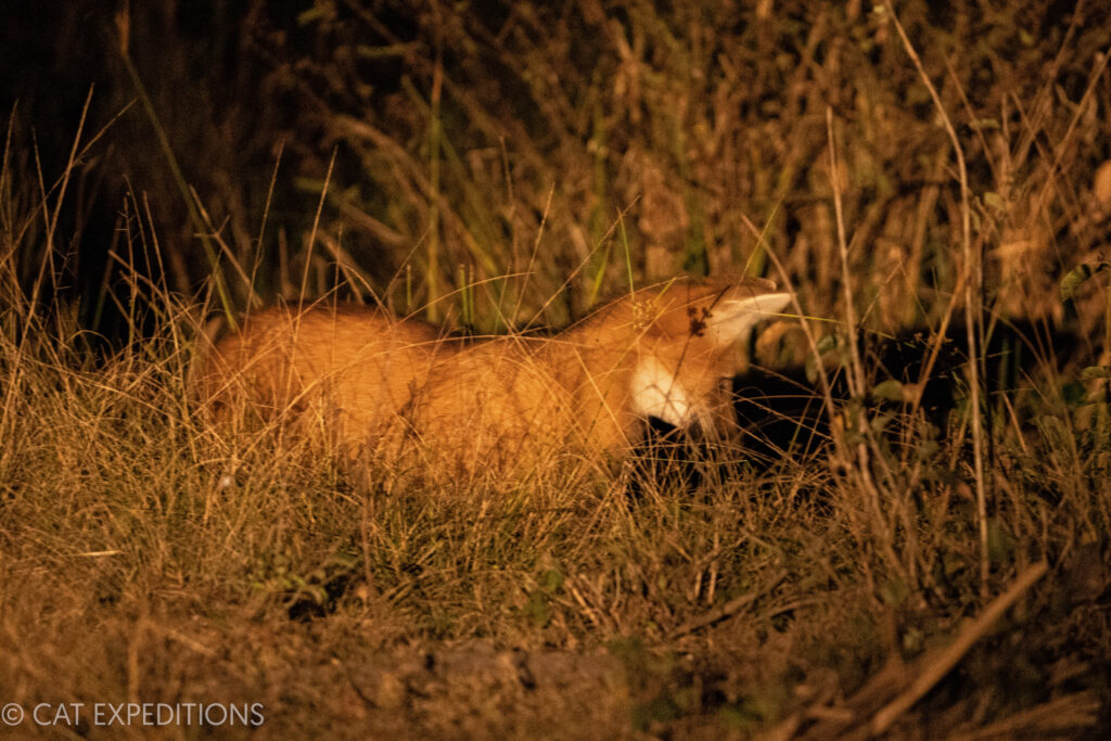 Maned Wolf, Pantanal, Brazil, during our jaguar photo tour 2023.