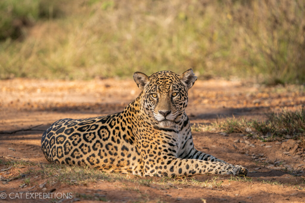 Jaguar female, named Aracy, southern Pantanal, during our jaguar photo tour 2023.