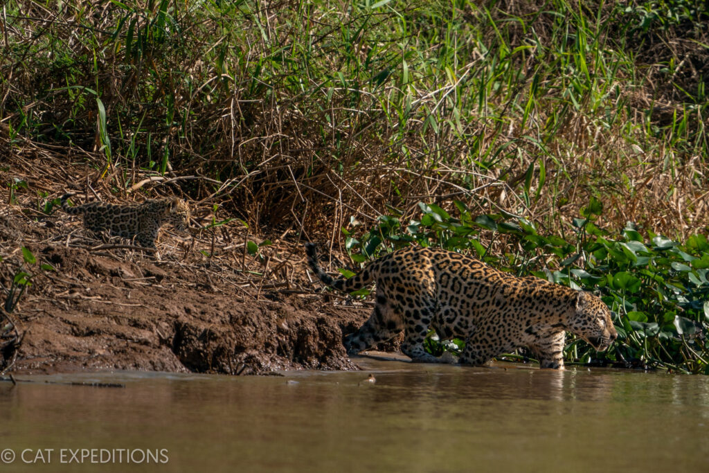 Jaguar female, Patricia and one of her six month old cubs (that we got to name!), during our jaguar photo tour 2023.