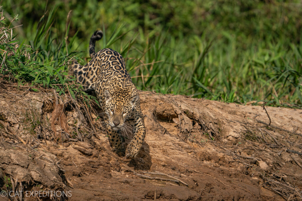 Jaguar female, stalking, during our jaguar photo tour 2023.