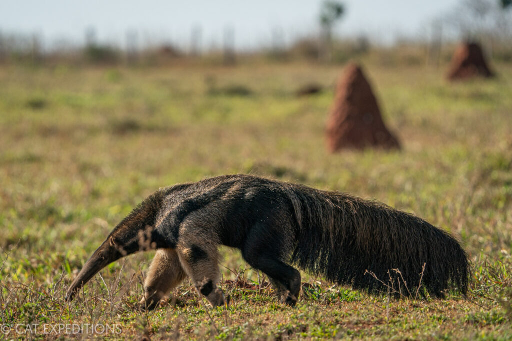 Giant Anteater (Myrmecophaga tridactyla) in cerrado in the southern Pantanal, Brazil, during our jaguar photo tour 2023.