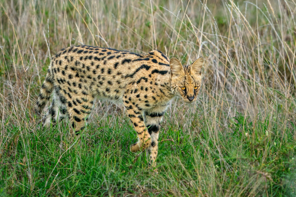 A male serval walking in grassland during our serval and caracal photo tour in 2023.
