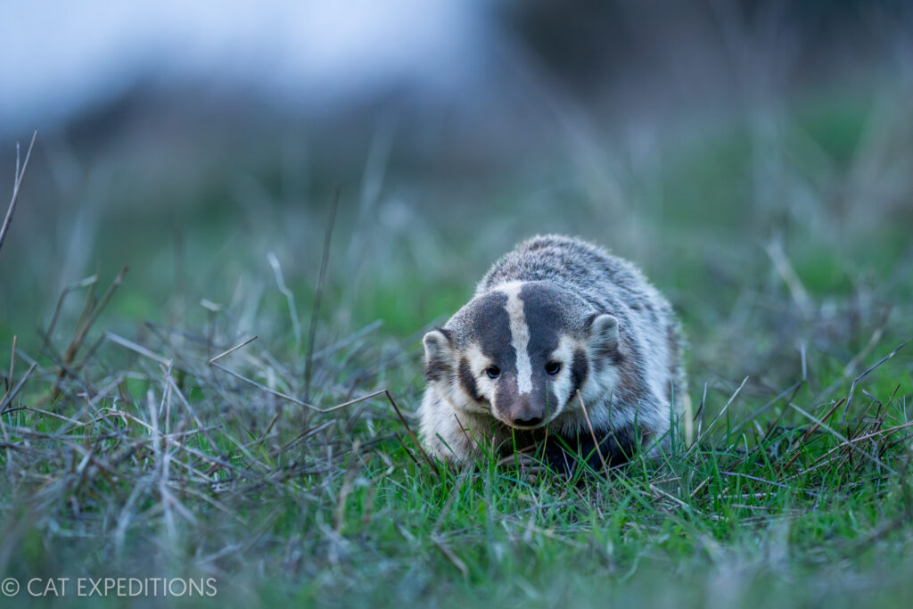 American Badger (Taxidea taxus) during our bobcats of California photo tour in 2023.