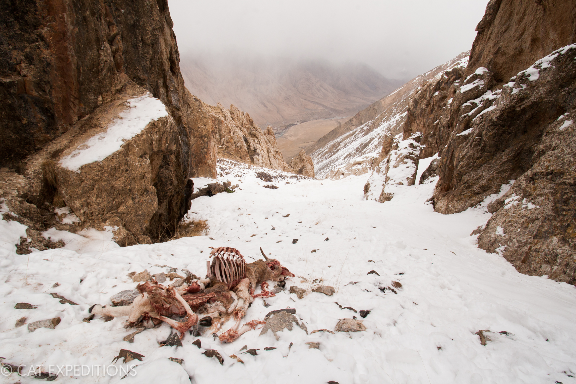 Argali (Ovis ammon) female carcass, killed by Snow Leopard (Panthera uncia) in the mountains in winter.