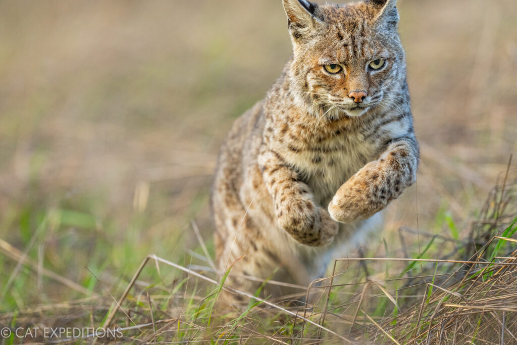 Bobcat (Lynx rufus) jumping during our bobcats of California Photo Tour in 2023.
