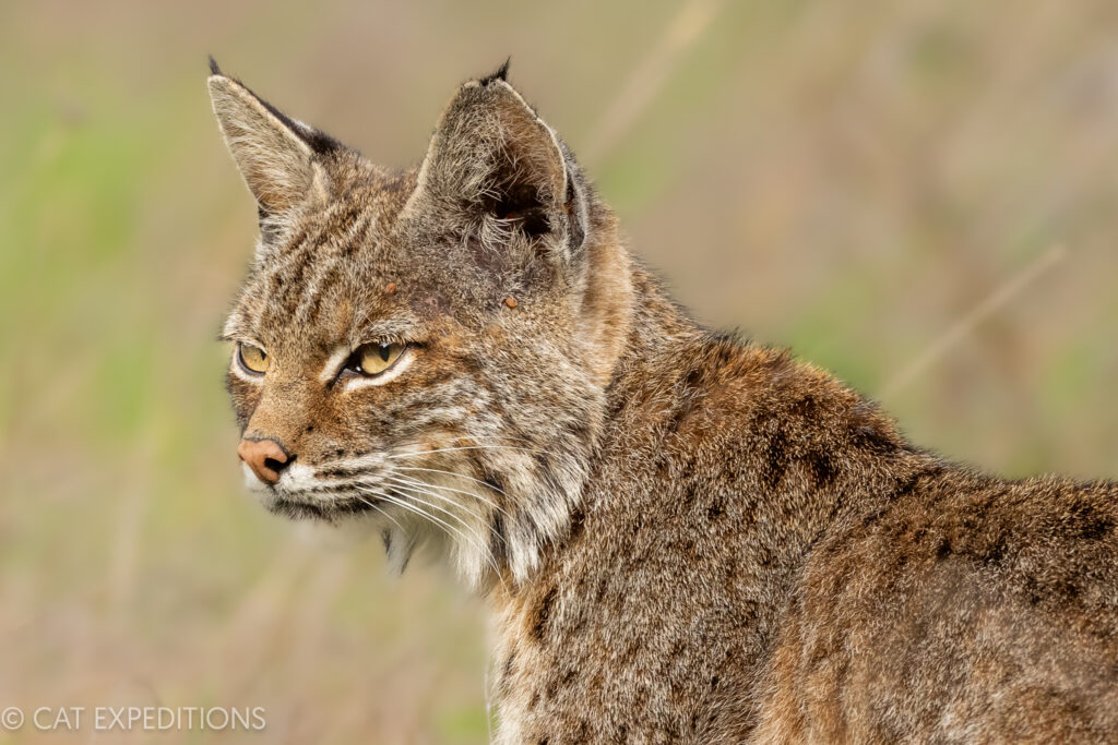 Bobcat (Lynx rufus) during our bobcats of California Photo Tour in 2023.