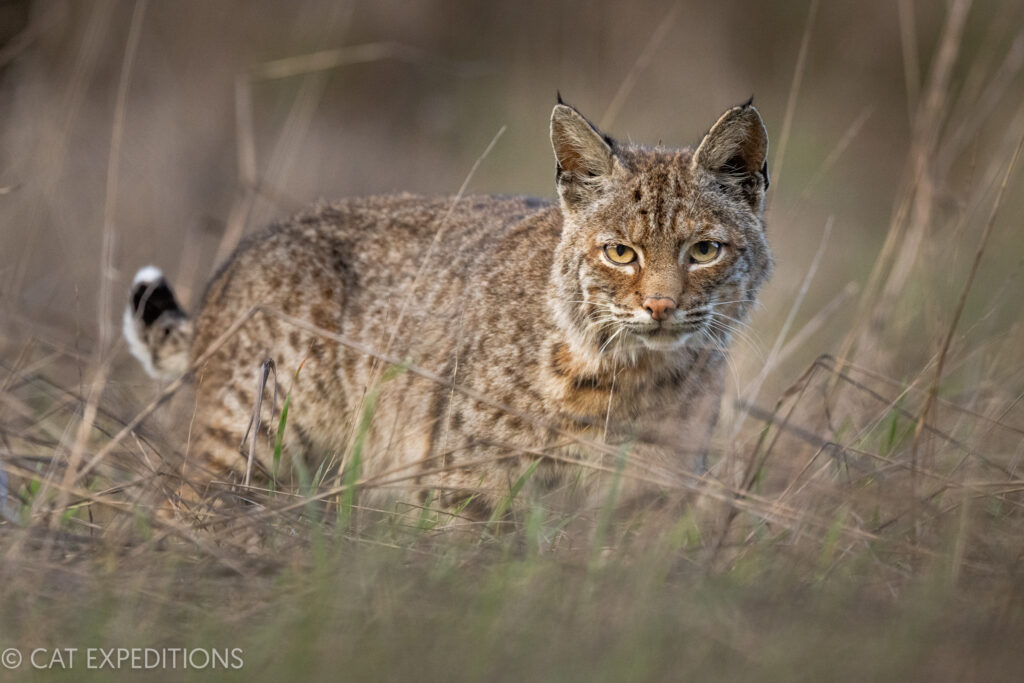 Bobcat (Lynx rufus) female during our bobcats of California Photo Tour in 2023