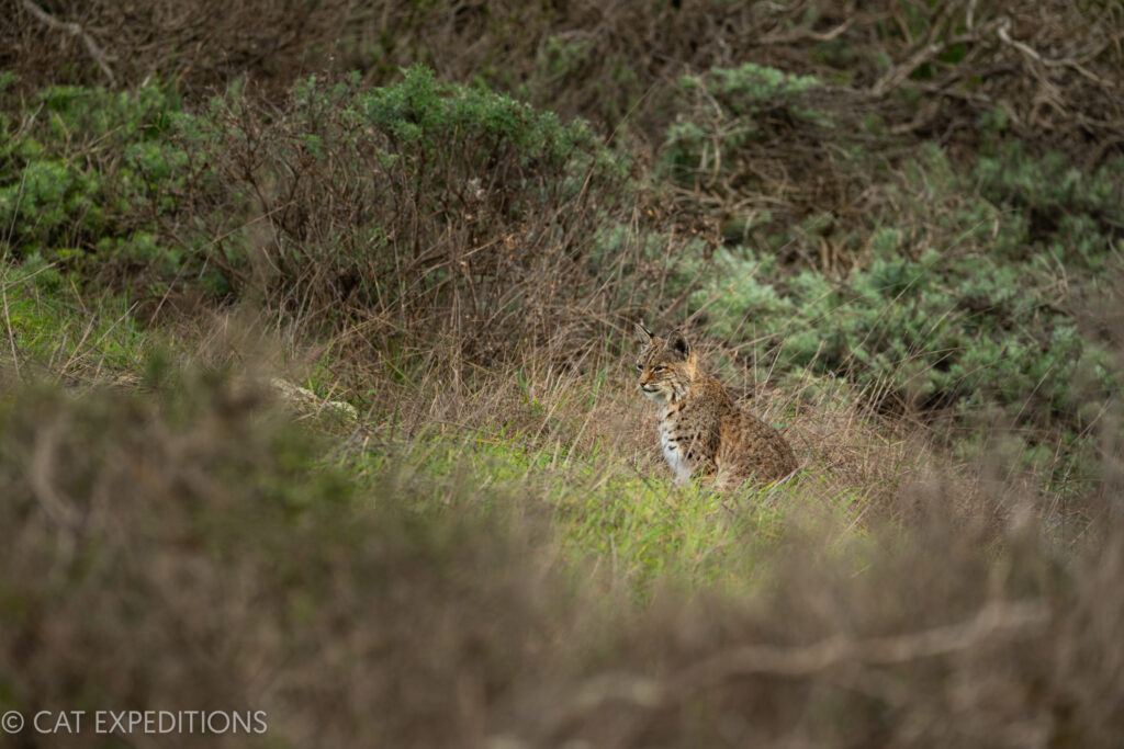 Bobcat (Lynx rufus) during our bobcats of California Photo Tour in 2023.