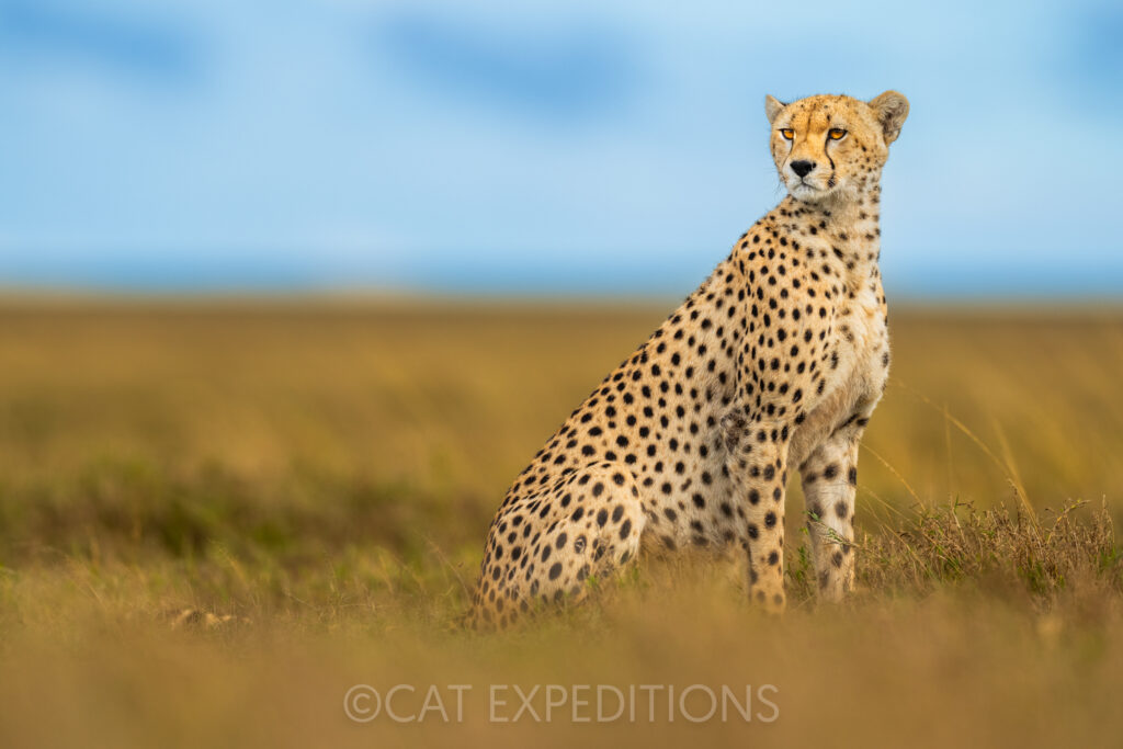 Cheetah in the Serengeti, Tanzania during our Serval and caracal photo tour 2023