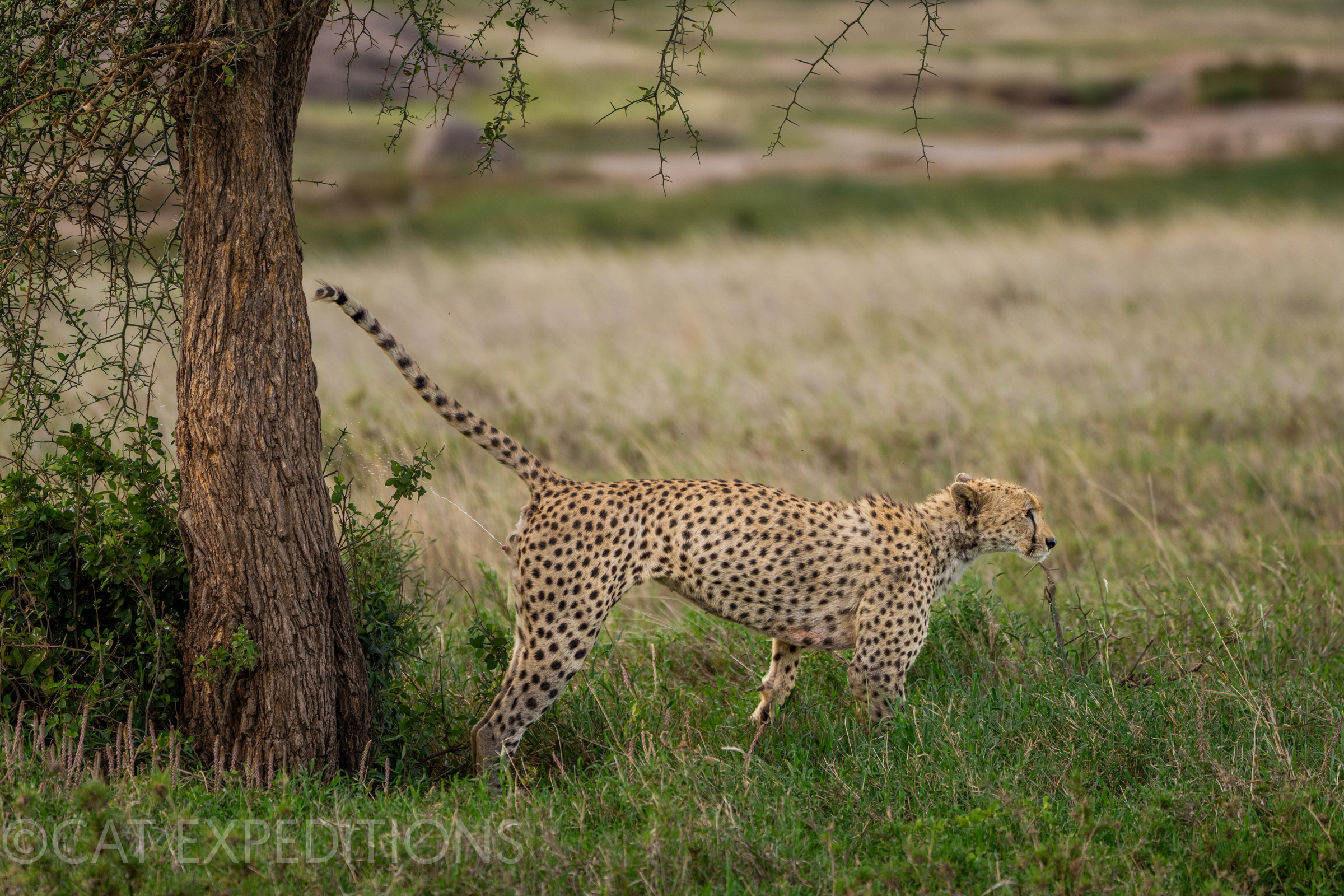 Cheetah male scent-marking, Serengeti, Tanzania