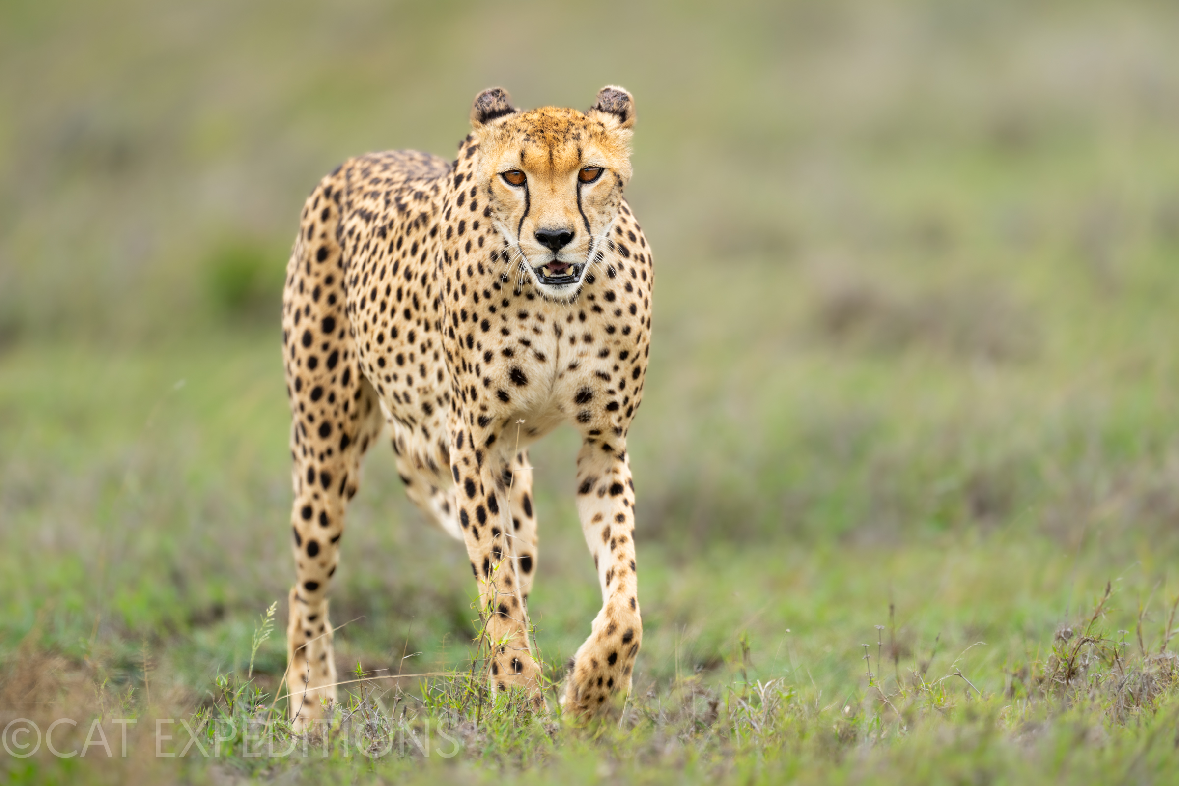 Cheetah male, Serengeti, Tanzania