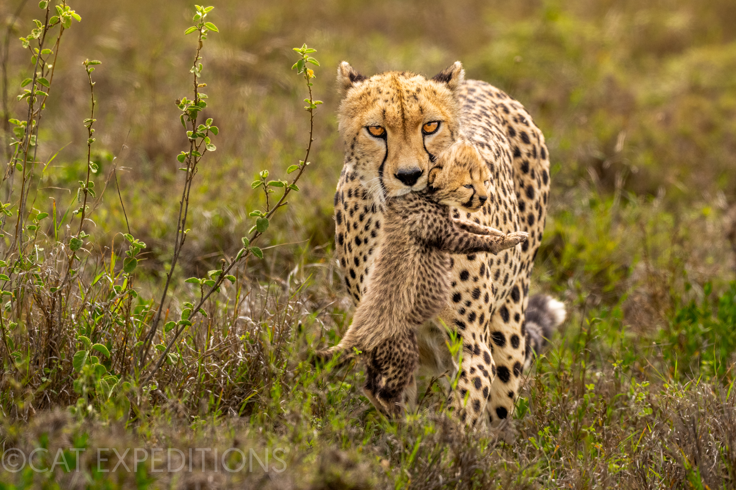 Cheetah mother carrying kitten, Serengeti, Tanzania