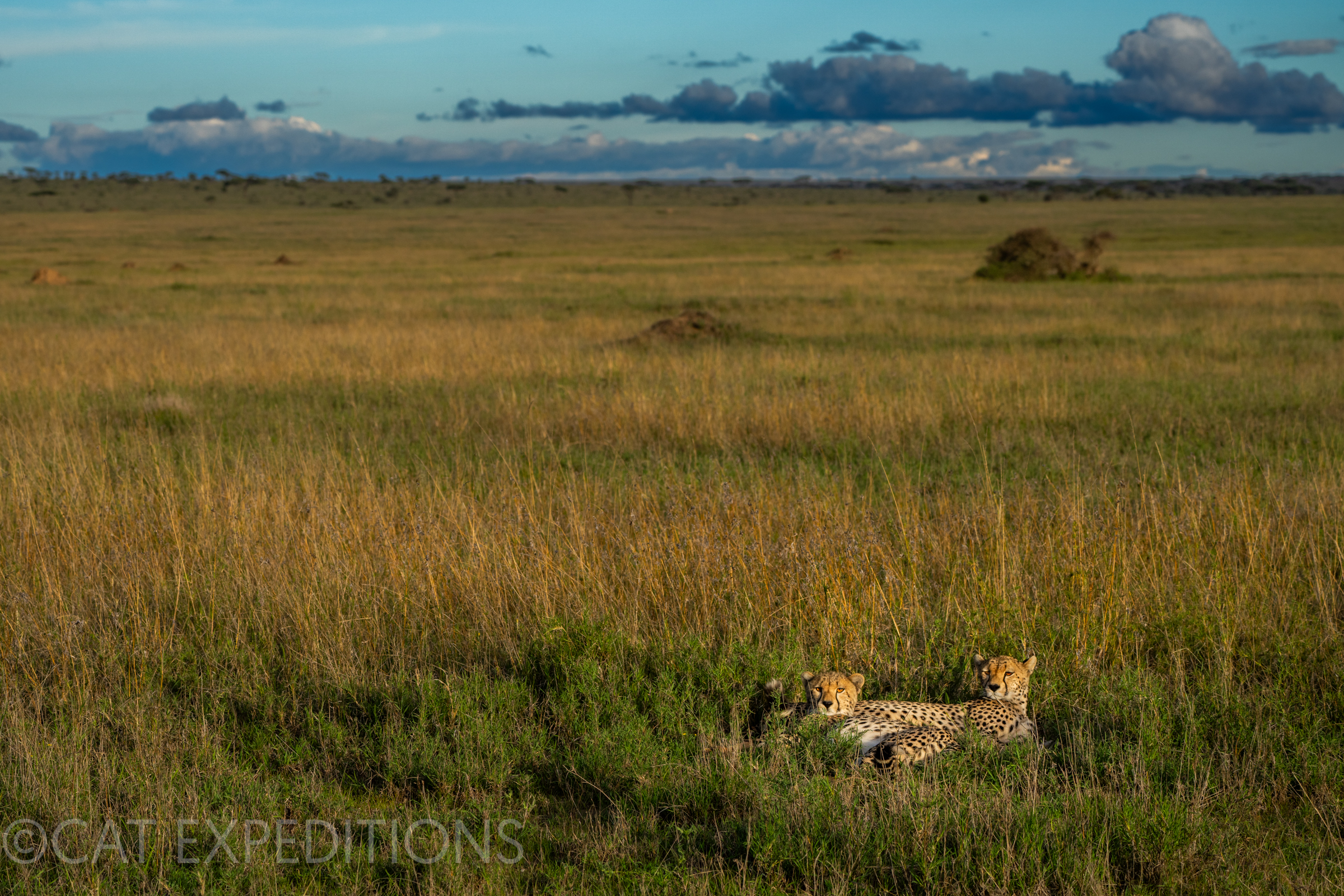 Cheetah mother and kitten in grassland, Serengeti, Tanzania