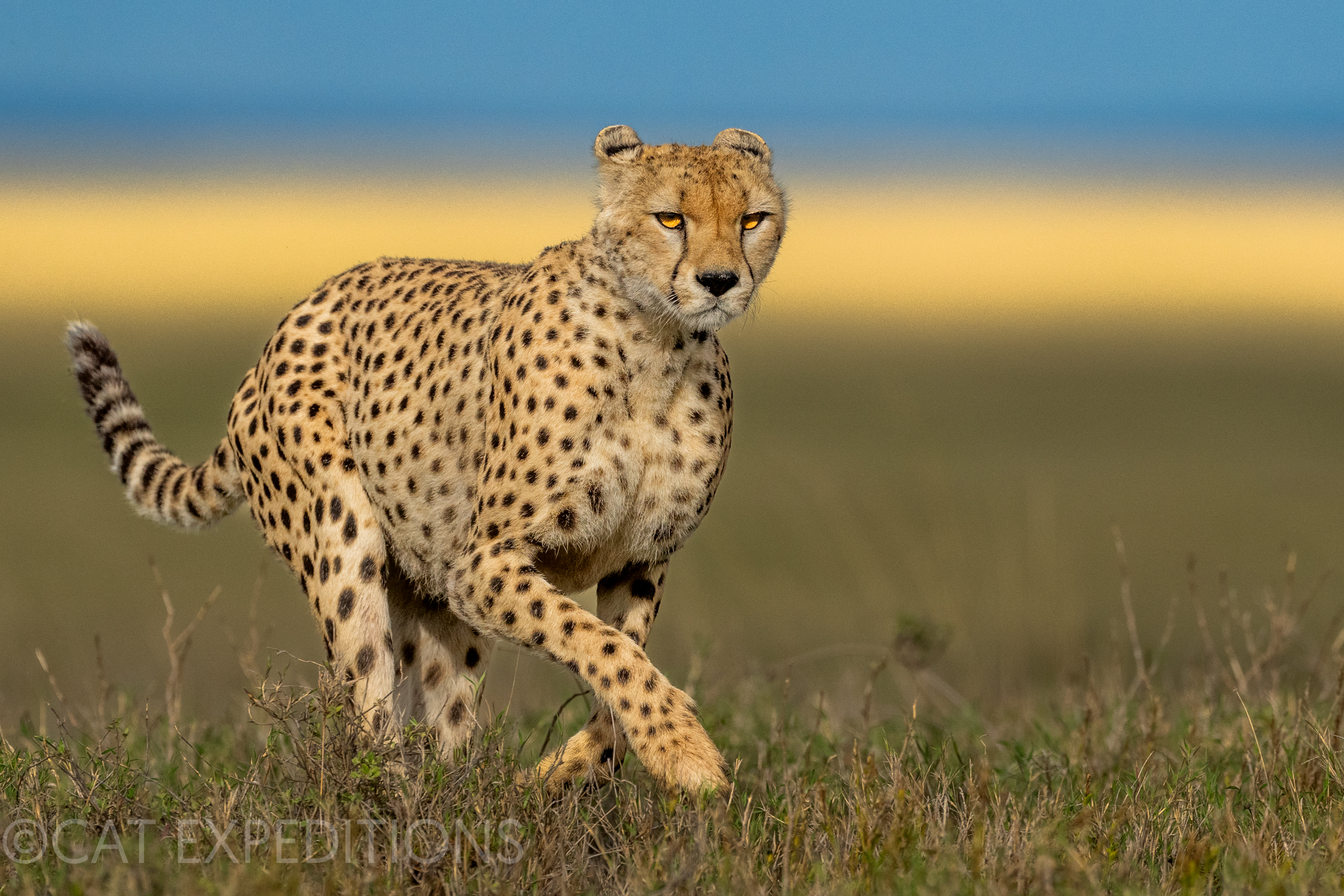Cheetah running, Serengeti, Tanzania