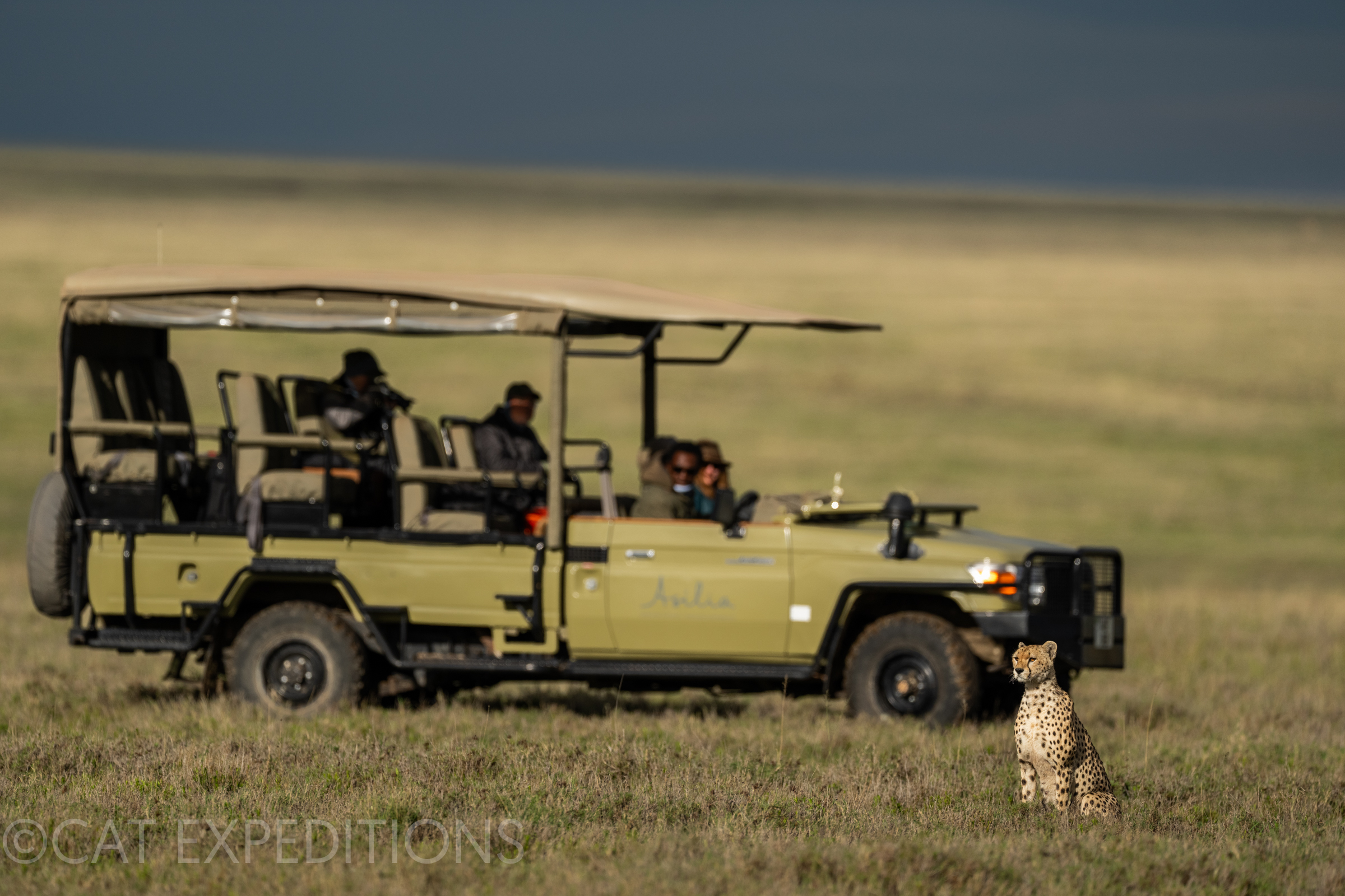 Cheetah and safari vehicle, Serengeti, Tanzania