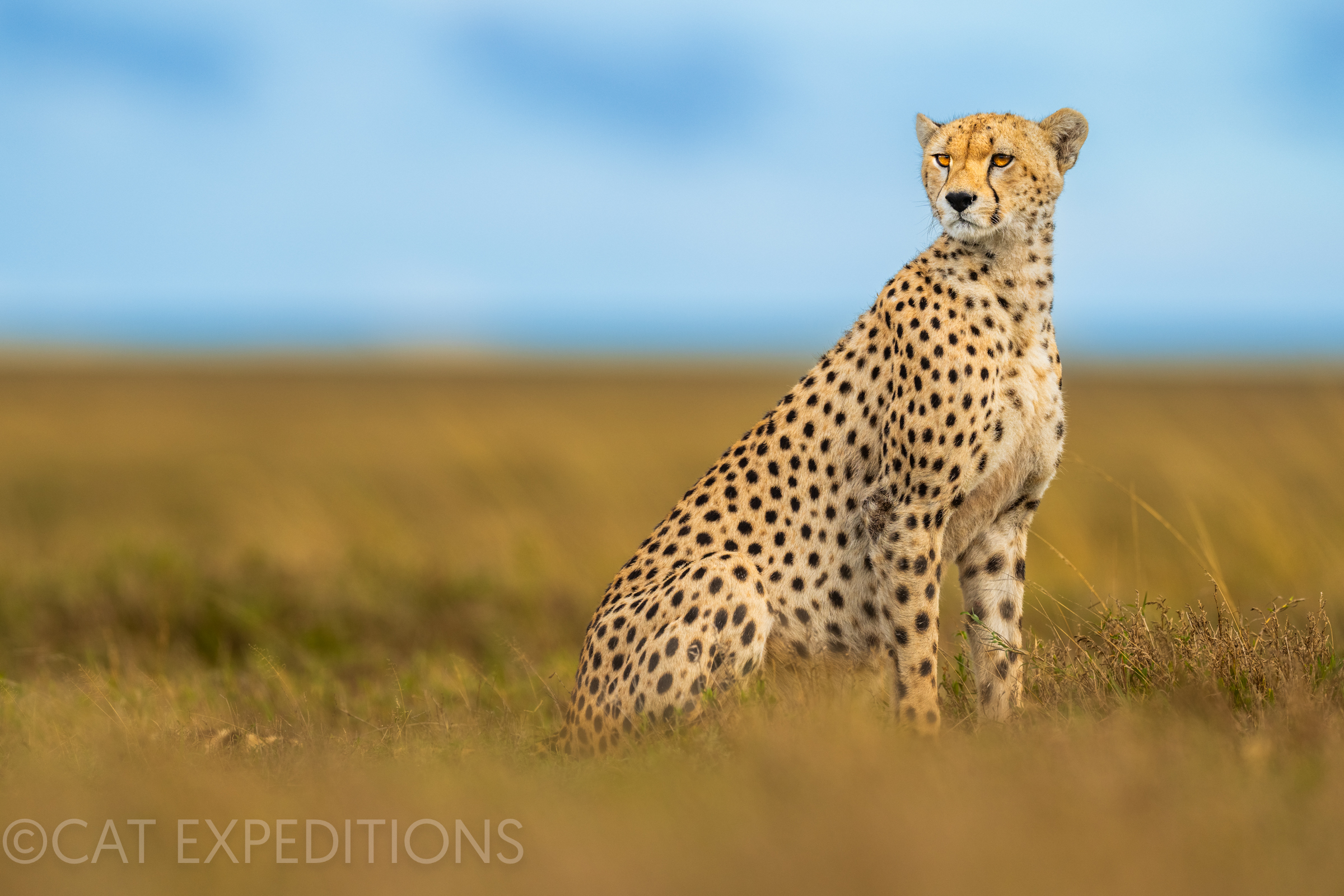 Cheetah from the ground, Serengeti, Tanzania