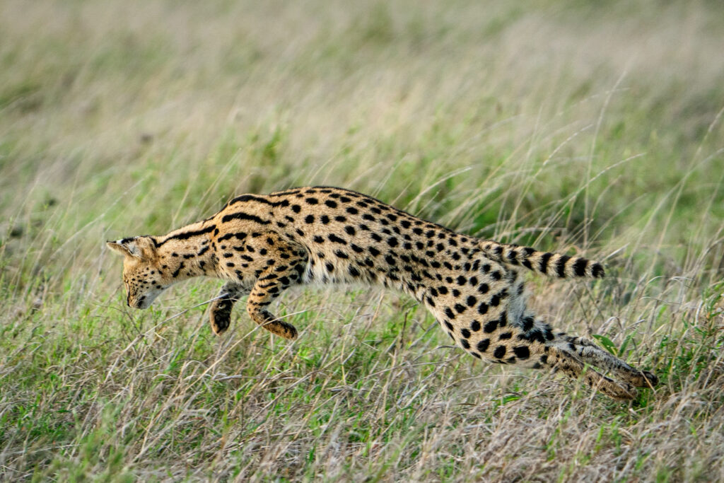 Serval male hunting in savanna habitat during our serval and caracal photo tour 2023