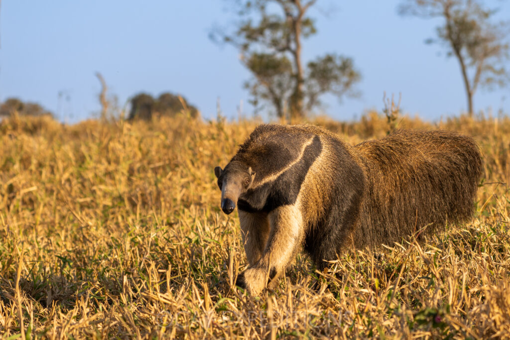 Giant Anteater (Myrmecophaga tridactyla) in cerrado in the southern Pantanal, Brazil, during our jaguar photo tour 2023.
