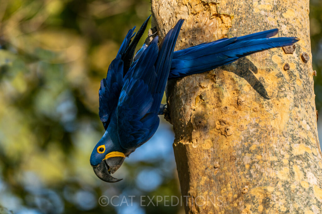 Hyacinth Macaw (Anodorhynchus hyacinthinus), Pantanal, Brazil, during our jaguar photo tour 2023.