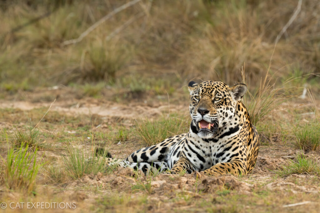 Jaguar female in the southern Pantanal, during our jaguar photo tour 2023.